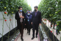 Dr. Sadigh Damghanizadeh: 100 small-scale smart greenhouses will be set up in Iran