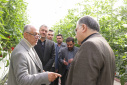 دکتر صدیق: ایجاد گلخانه پارک زنجان برای ۳۲۰ نفر شغل ایجاد می‌کند