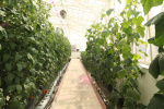 گزارش شبکه پرس تی.وی از گلخانه هوشمند مبتنی بر اینترنت اشیای پارک فاوا منتشر شد